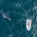 Temporada récord de ballenas jorobadas en Patagonia Azul con 130 individuos identificados y un viaje hasta la Antártida