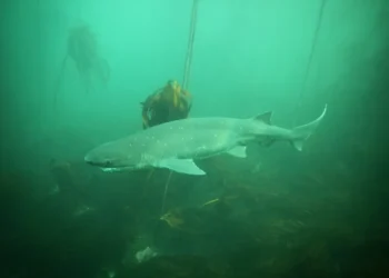 ¿Lo sabías? 4 datos sobre el tiburón gatopardo, Monumento Natural Marino en Chubut