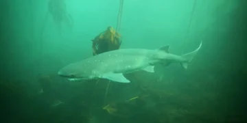 ¿Lo sabías? 4 datos sobre el tiburón gatopardo, Monumento Natural Marino en Chubut