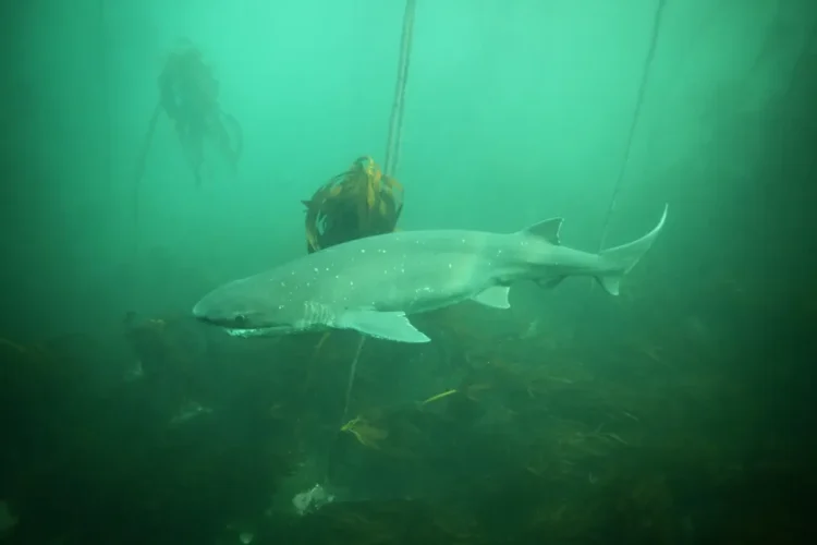 ¿Lo sabías? 4 datos sobre el tiburón gatopardo, Monumento Natural Marino en Chubut