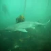 ¿Lo sabías? 4 datos sobre el tiburón gatopardo, Monumento Natural Marino en Chubut