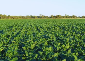 Santa Fe lidera el biodiésel en Argentina: impacto económico y ambiental de una industria clave