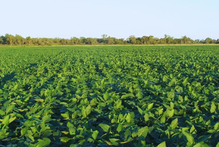 Santa Fe lidera el biodiésel en Argentina: impacto económico y ambiental de una industria clave