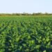 Santa Fe lidera el biodiésel en Argentina: impacto económico y ambiental de una industria clave