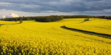 Los cultivos que crecen en Argentina impulsados por los biocombustibles