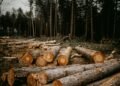 Impacto ambiental de la producción de papel en Argentina y una alternativa sostenible