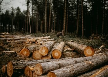 Impacto ambiental de la producción de papel en Argentina y una alternativa sostenible