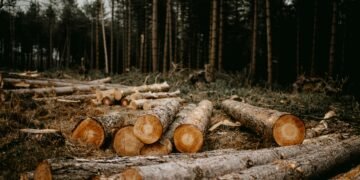 Impacto ambiental de la producción de papel en Argentina y una alternativa sostenible