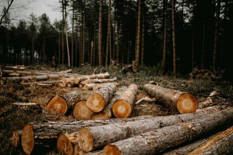 Impacto ambiental de la producción de papel en Argentina y una alternativa sostenible
