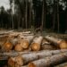 Impacto ambiental de la producción de papel en Argentina y una alternativa sostenible