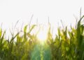 ¿Qué es el bioetanol, para qué sirve y cómo se produce en Argentina?