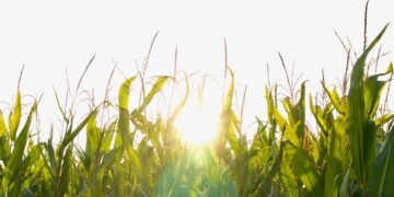 ¿Qué es el bioetanol, para qué sirve y cómo se produce en Argentina?