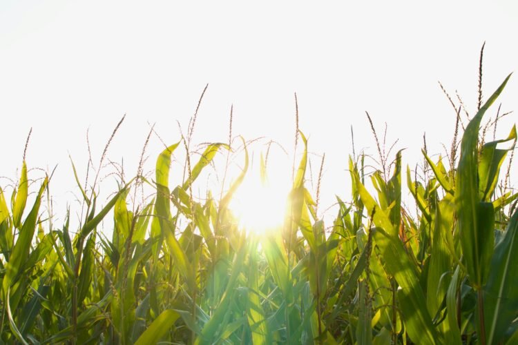 ¿Qué es el bioetanol, para qué sirve y cómo se produce en Argentina?