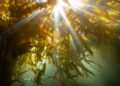 Sumergirse para conocer: el movimiento que estudia los bosques de algas de la Patagonia