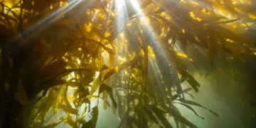 Sumergirse para conocer: el movimiento que estudia los bosques de algas de la Patagonia