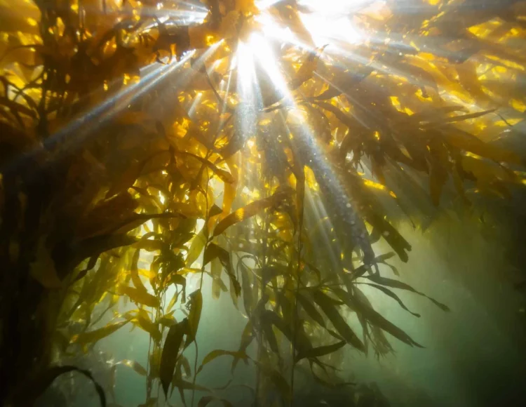 Sumergirse para conocer: el movimiento que estudia los bosques de algas de la Patagonia