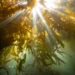 Sumergirse para conocer: el movimiento que estudia los bosques de algas de la Patagonia