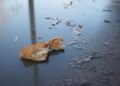 Contaminación del agua: cómo las servilletas de papel y la industria papelera impactan en ríos y desagües