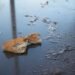 Contaminación del agua: cómo las servilletas de papel y la industria papelera impactan en ríos y desagües