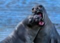Expertos buscan censar toda la población de elefantes marinos en Península Valdés tras el colapso por gripe aviar