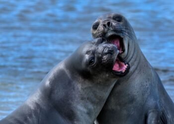 Expertos buscan censar toda la población de elefantes marinos en Península Valdés tras el colapso por gripe aviar