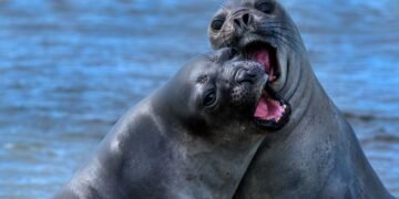 Expertos buscan censar toda la población de elefantes marinos en Península Valdés tras el colapso por gripe aviar