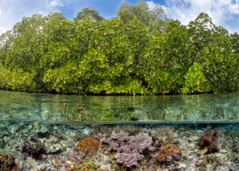 Manglares: la primera línea de defensa de las costas frente al cambio climático