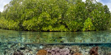 Manglares: la primera línea de defensa de las costas frente al cambio climático
