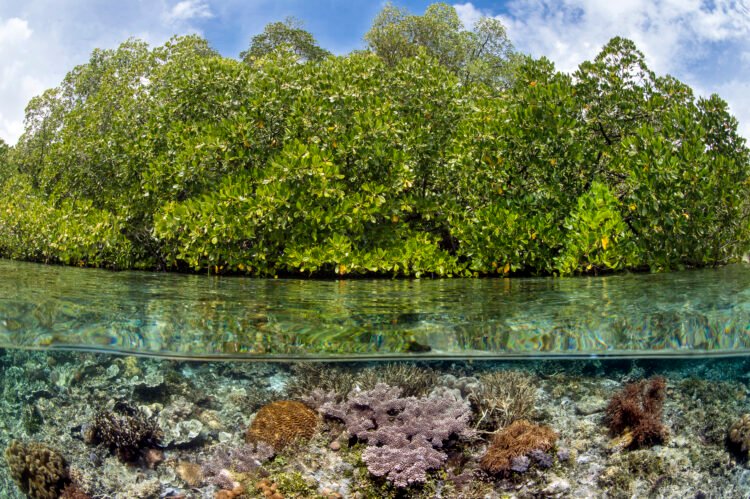 Manglares: la primera línea de defensa de las costas frente al cambio climático