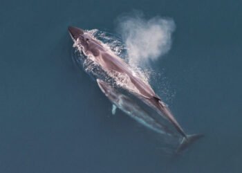 Las ballenas sei en la Patagonia argentina vuelven tras 100 años y la ciencia las rastrea desde el espacio