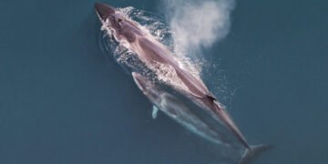 Las ballenas sei en la Patagonia argentina vuelven tras 100 años y la ciencia las rastrea desde el espacio