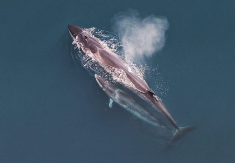 Las ballenas sei en la Patagonia argentina vuelven tras 100 años y la ciencia las rastrea desde el espacio