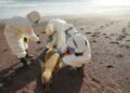 Se investiga la muerte masiva de lobos marinos en Perú por El Niño mientras las aves colapsan por falta de alimento