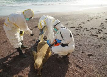 Se investiga la muerte masiva de lobos marinos en Perú por El Niño mientras las aves colapsan por falta de alimento