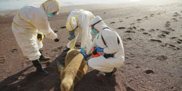 Se investiga la muerte masiva de lobos marinos en Perú por El Niño mientras las aves colapsan por falta de alimento