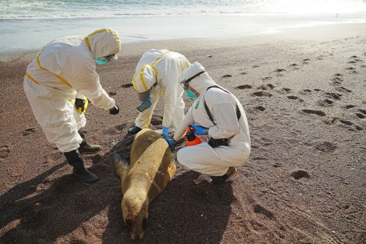 Se investiga la muerte masiva de lobos marinos en Perú por El Niño mientras las aves colapsan por falta de alimento