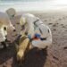 Se investiga la muerte masiva de lobos marinos en Perú por El Niño mientras las aves colapsan por falta de alimento