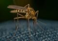 Mosquitero protegiendo a un niño en África subsahariana, región donde el cambio climático redistribuye el riesgo de malaria i