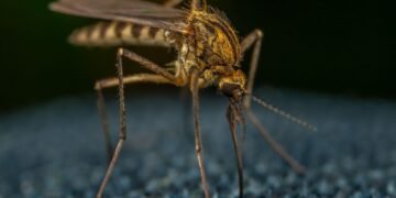 Mosquitero protegiendo a un niño en África subsahariana, región donde el cambio climático redistribuye el riesgo de malaria i