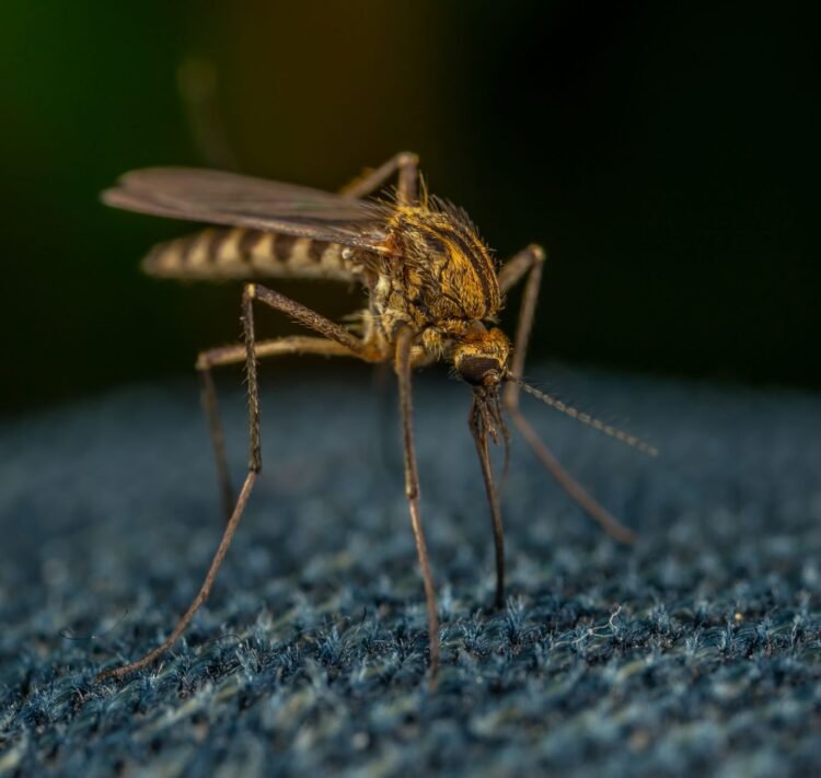 Mosquitero protegiendo a un niño en África subsahariana, región donde el cambio climático redistribuye el riesgo de malaria i