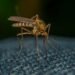 Mosquitero protegiendo a un niño en África subsahariana, región donde el cambio climático redistribuye el riesgo de malaria i