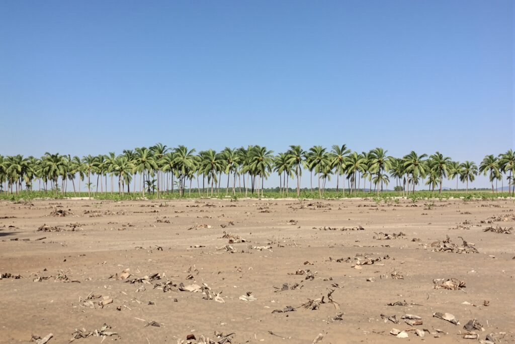Plantación de palma aceitera en expansión sobre tierras forestales en Borneo, Indonesia.