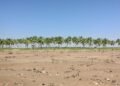 Plantación de palma aceitera en expansión sobre tierras forestales en Borneo, Indonesia.