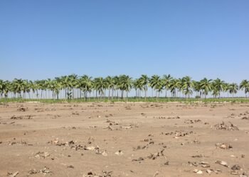 Plantación de palma aceitera en expansión sobre tierras forestales en Borneo, Indonesia.