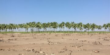 Plantación de palma aceitera en expansión sobre tierras forestales en Borneo, Indonesia.