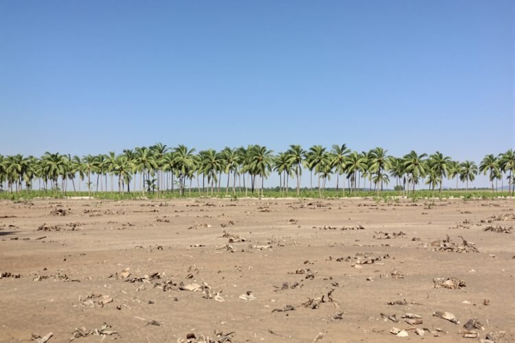Plantación de palma aceitera en expansión sobre tierras forestales en Borneo, Indonesia.