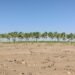 Plantación de palma aceitera en expansión sobre tierras forestales en Borneo, Indonesia.