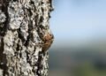 Cigarra adulta sobre corteza de árbol en bosque asiático, especie amenazada por sobreexplotación.