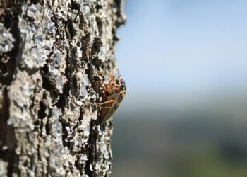 Cigarra adulta sobre corteza de árbol en bosque asiático, especie amenazada por sobreexplotación.