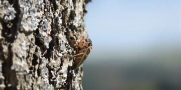 Cigarra adulta sobre corteza de árbol en bosque asiático, especie amenazada por sobreexplotación.